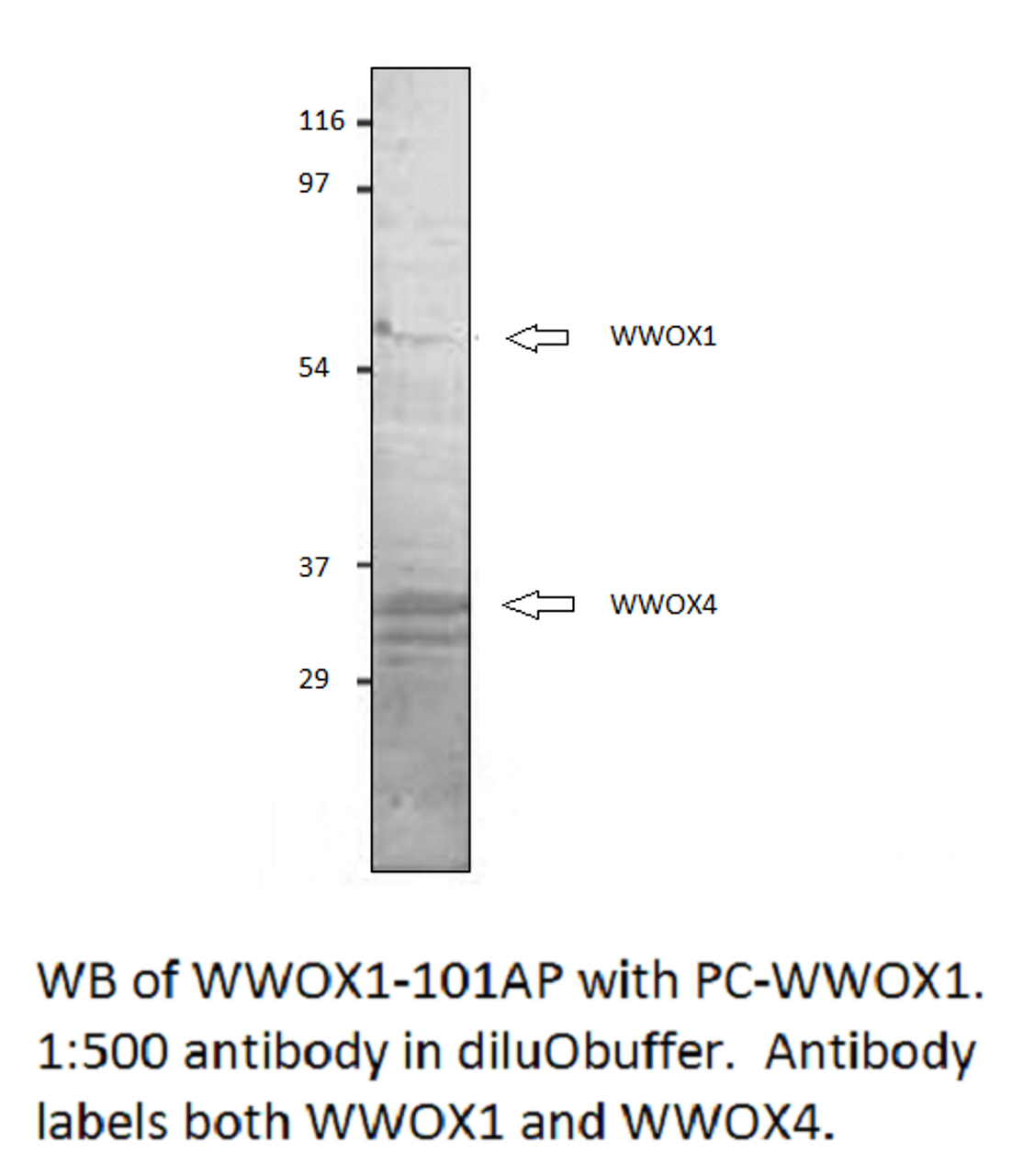 WWOX 1 + 4 Antibody from Fabgennix