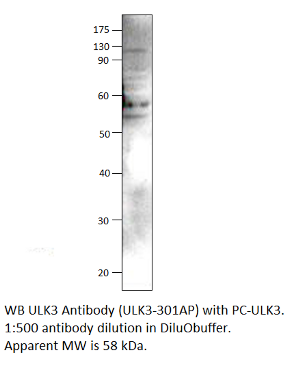 ULK3 Antibody from Fabgennix