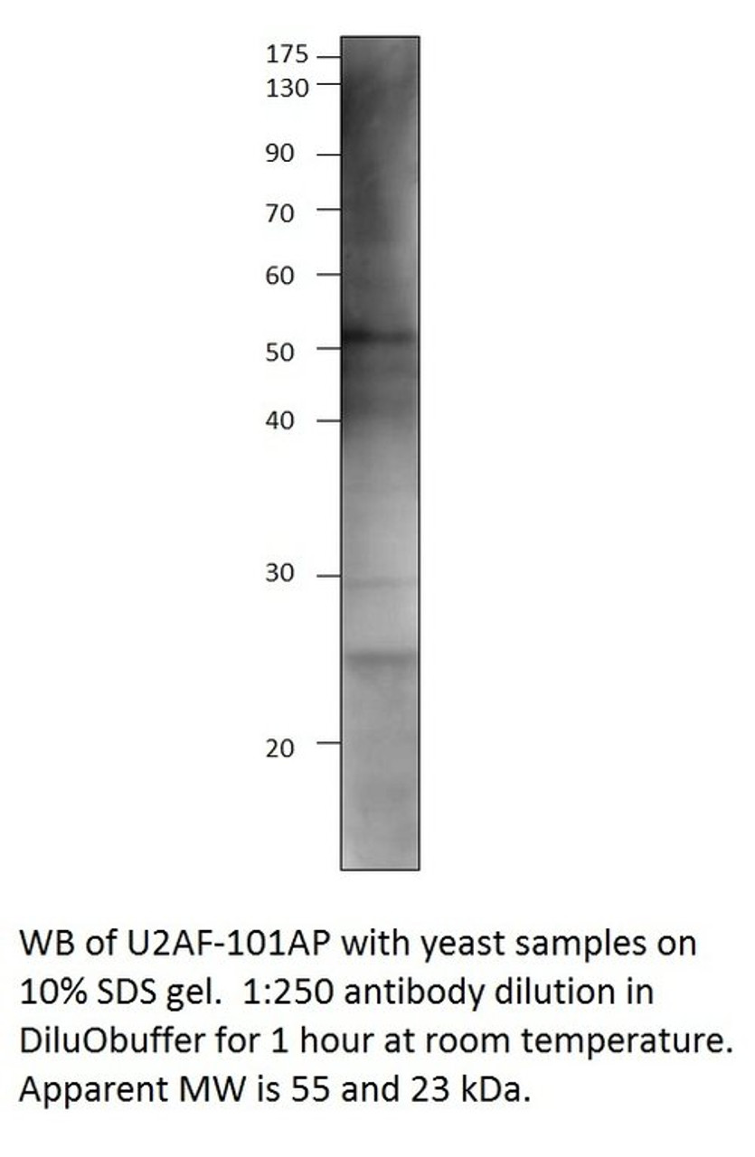 U2AF59 Antibody from Fabgennix