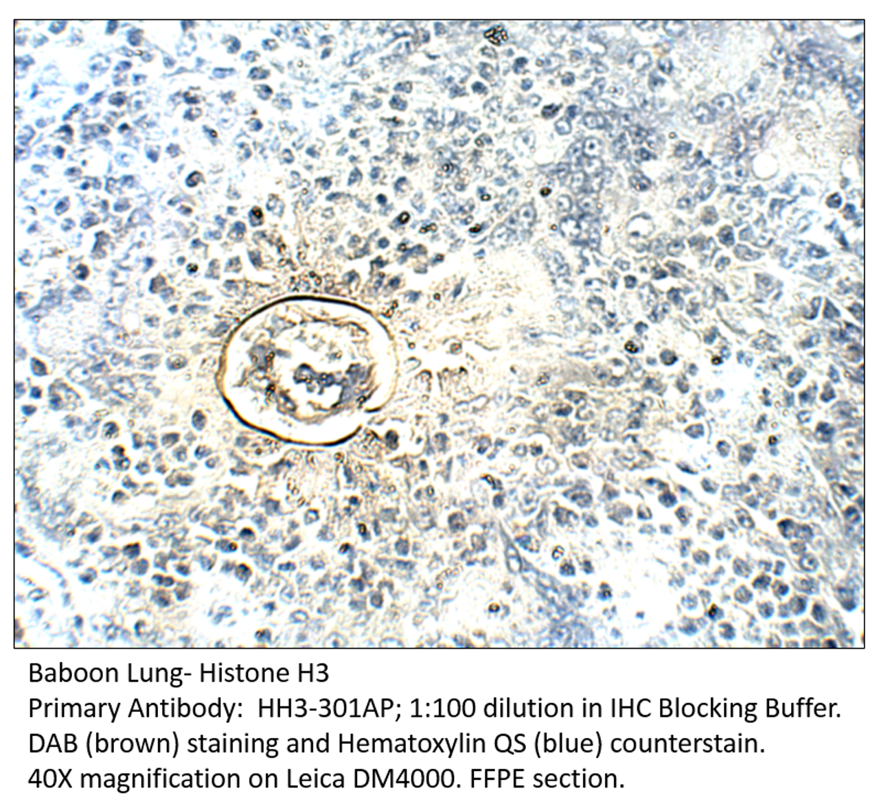 Histone H3 Antibody from Fabgennix