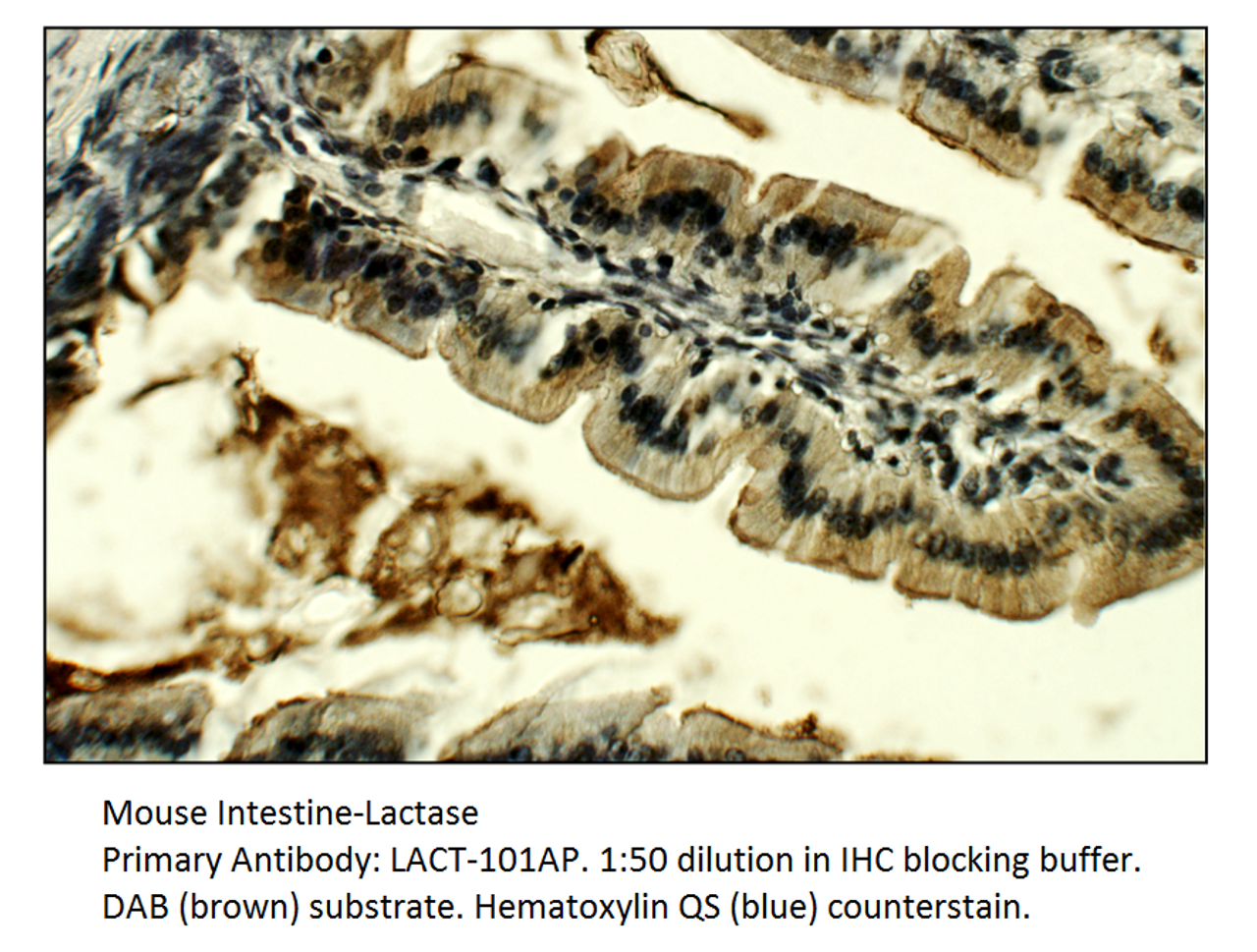 Lactase (LCT) Antibody from Fabgennix