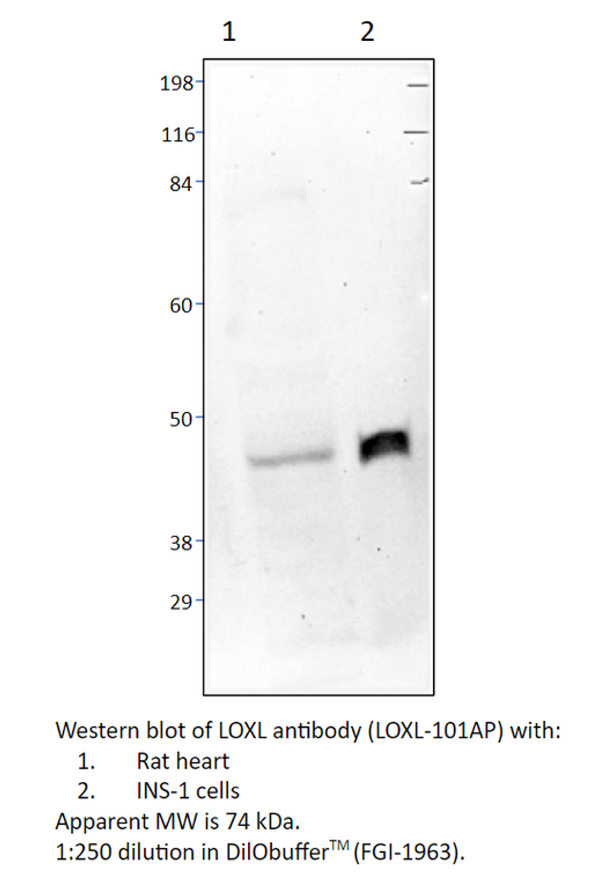 LOXL1 Antibody from Fabgennix