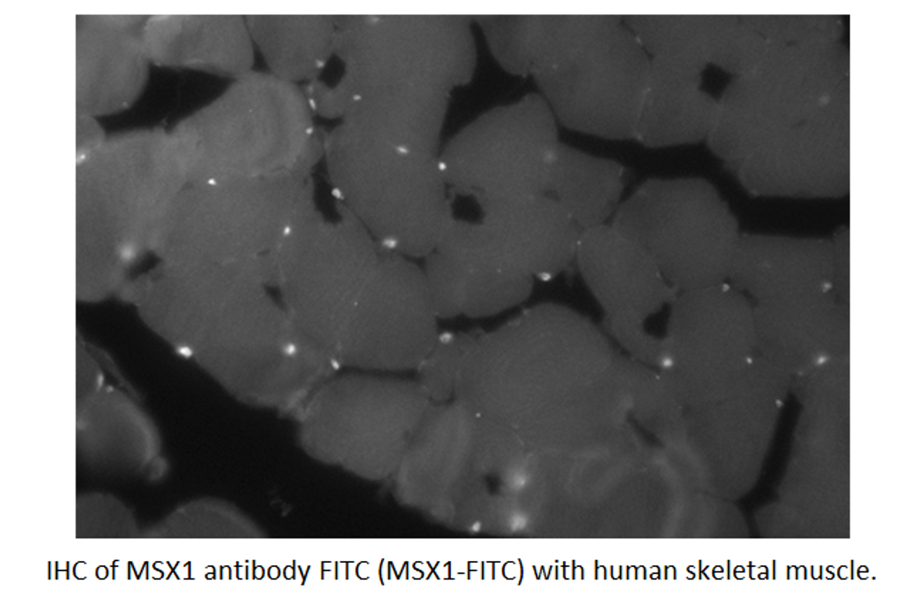 MSX1 Antibody from Fabgennix