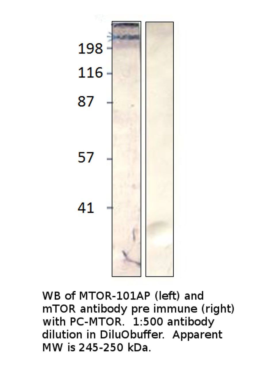 mTOR Antibody from Fabgennix