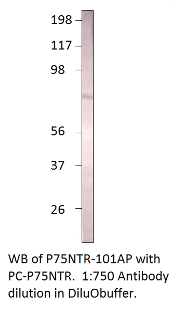 p75 NGF Receptor Antibody from Fabgennix