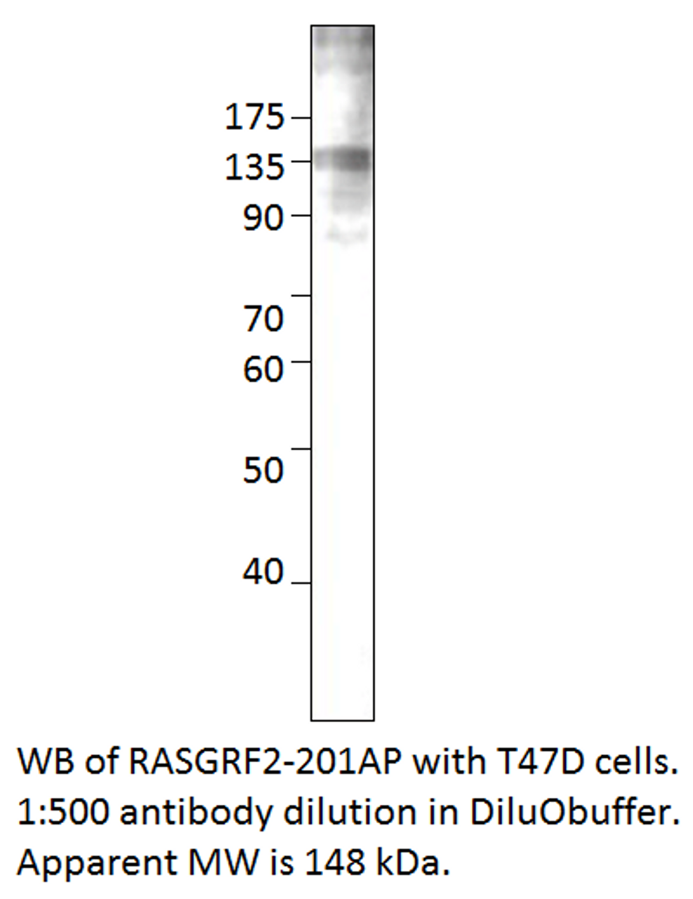 RASGRF2 Antibody from Fabgennix