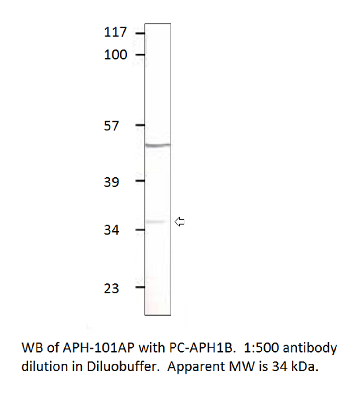 Aph 1b Antibody from Fabgennix