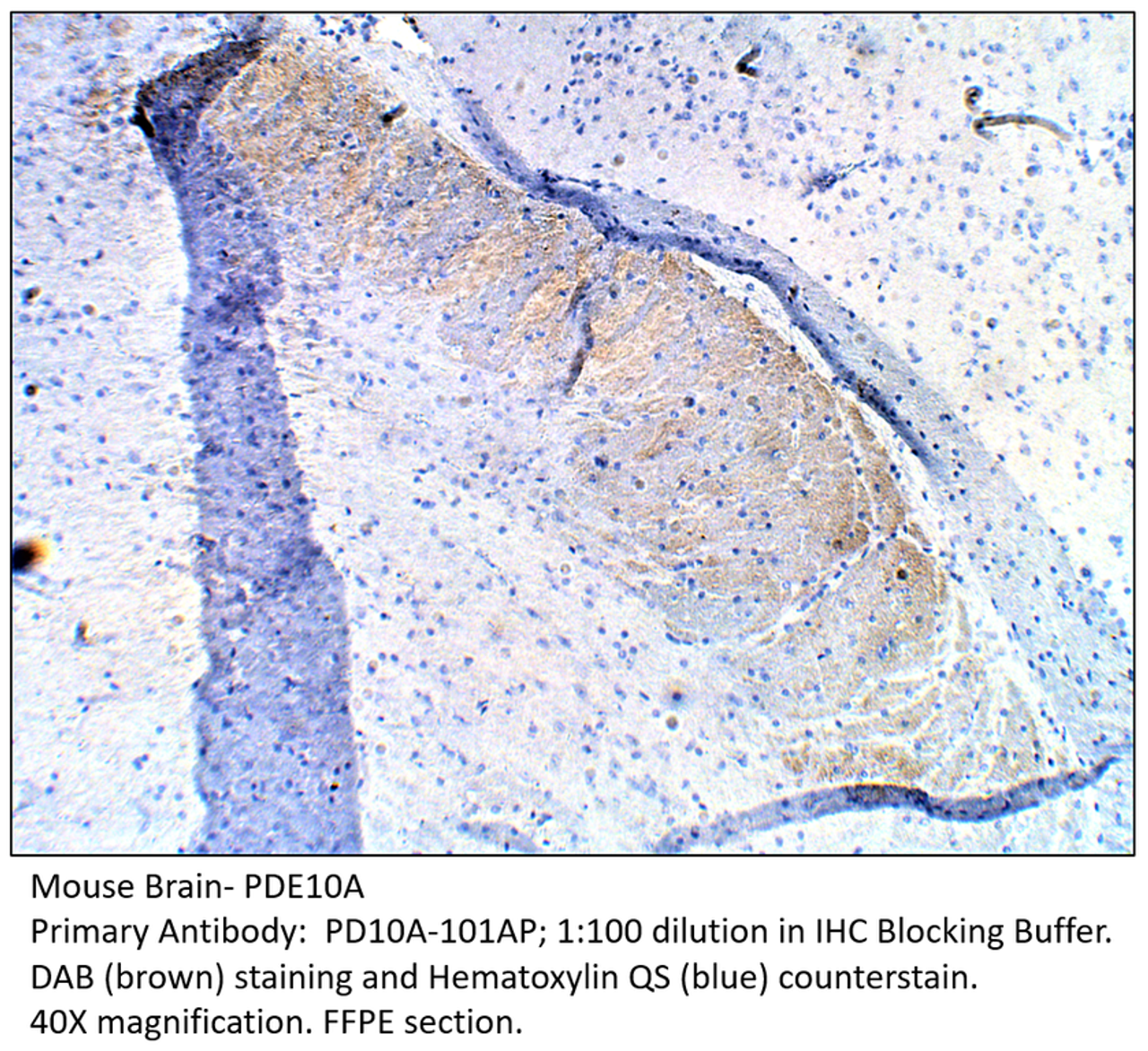 PDE10A Antibody from Fabgennix