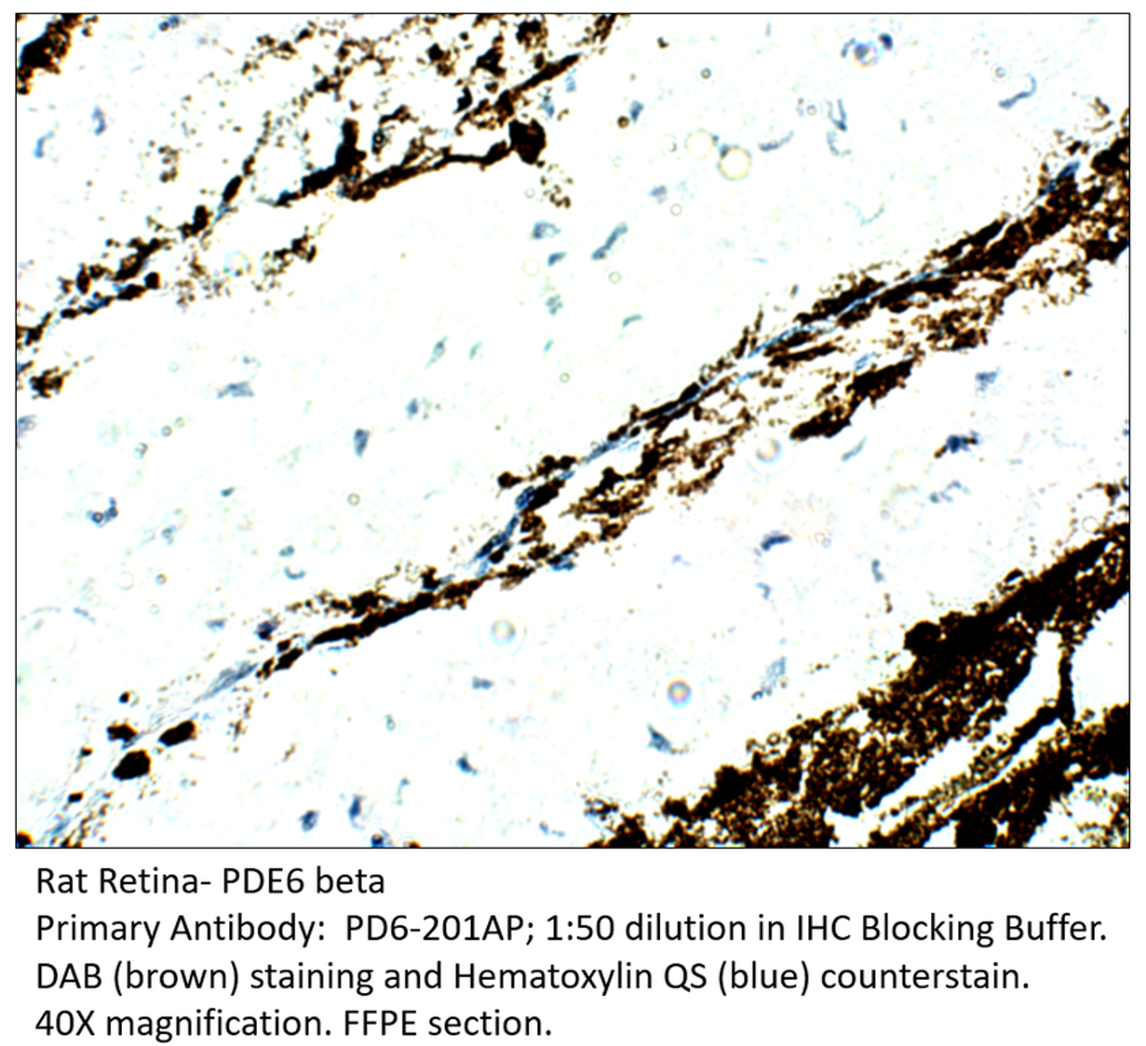 PDE6 Beta Antibody from Fabgennix