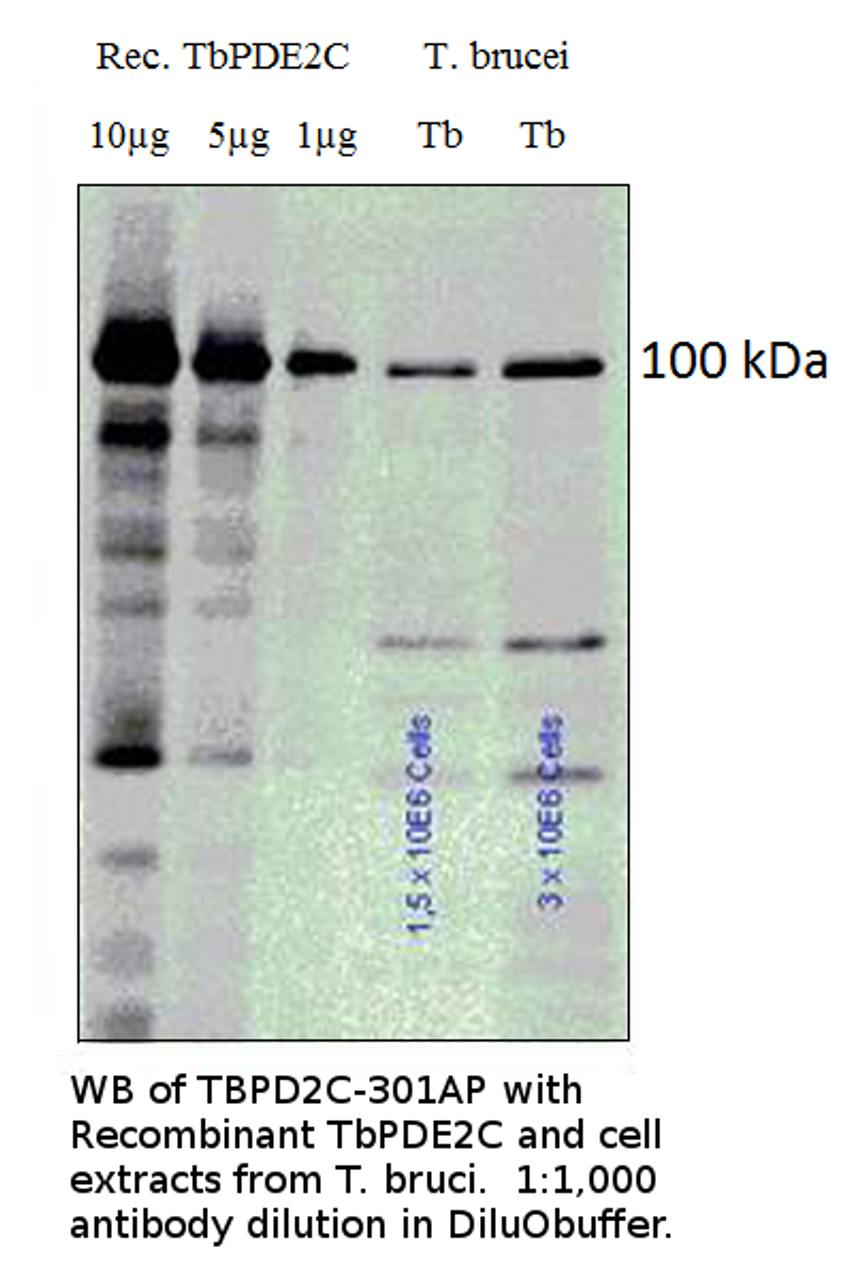 PDE2C / PDEB1 Antibody from Fabgennix