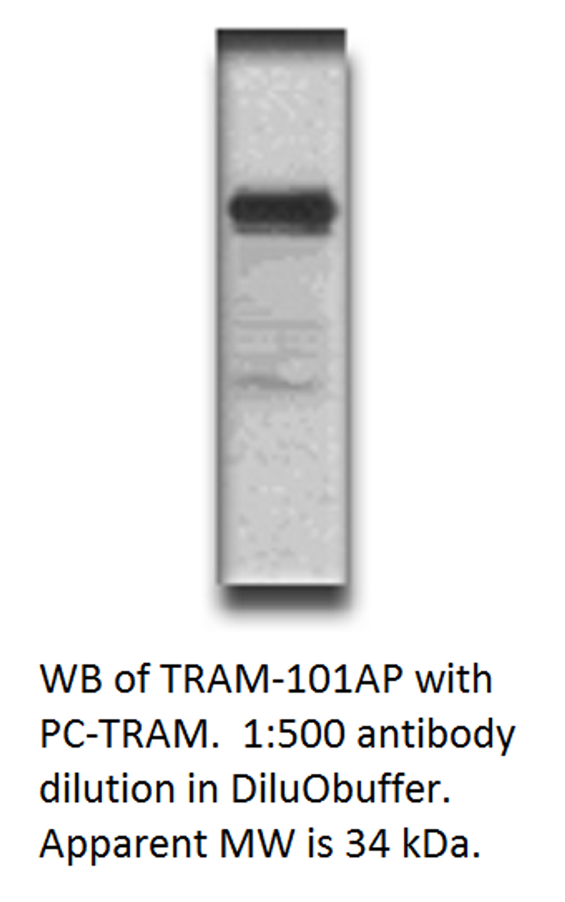 TICAM2 Antibody from Fabgennix