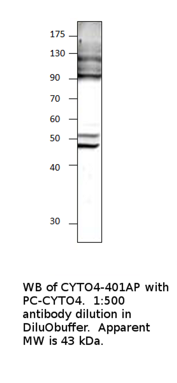 Cytohesin 4 Antibody from Fabgennix