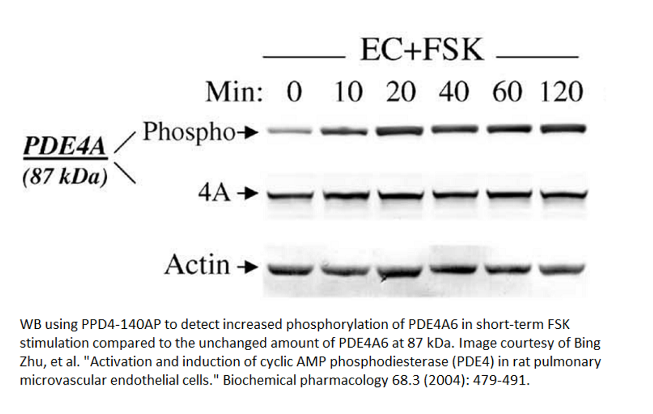 Phospho-PDE4A Antibody from Fabgennix