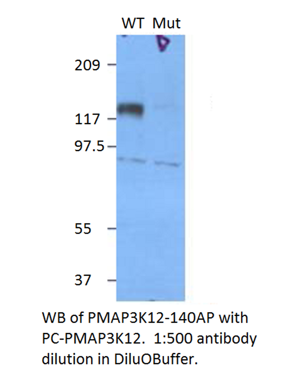 Phospho-MAP3K12 Antibody from Fabgennix