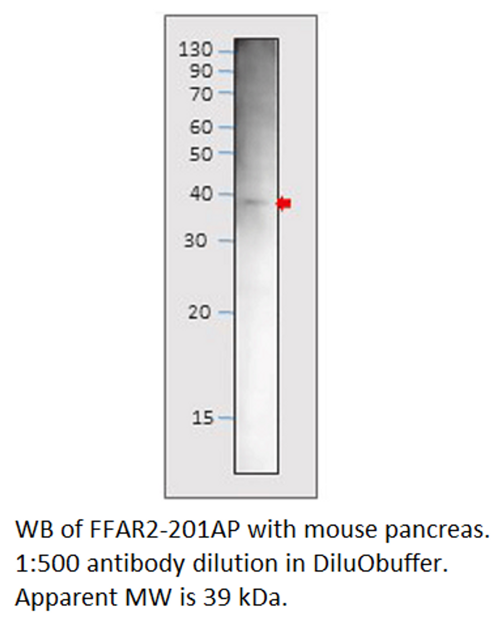 GPCR GPR43 / FFAR2 Antibody from Fabgennix