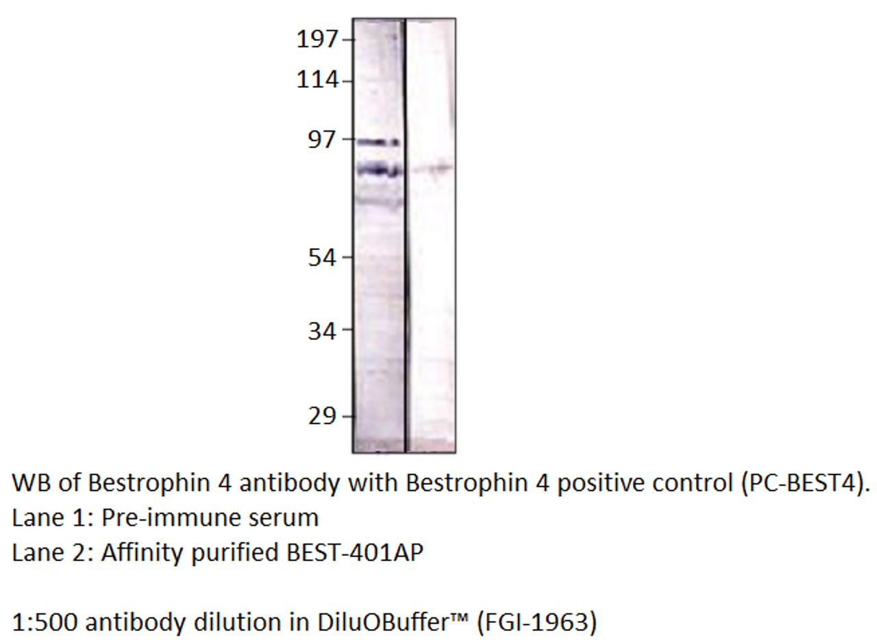 BEST4 Antibody from Fabgennix