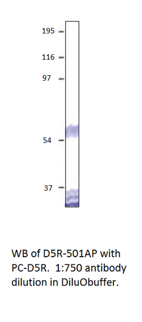 Dopamine D5 Receptor Antibody from Fabgennix