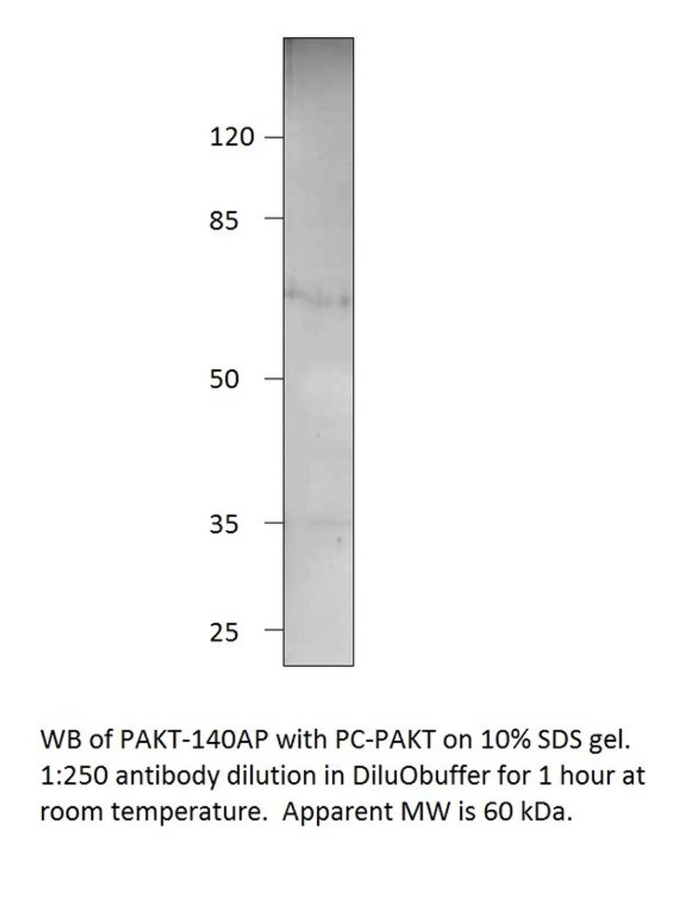 Phospho-AKT1 Antibody from Fabgennix