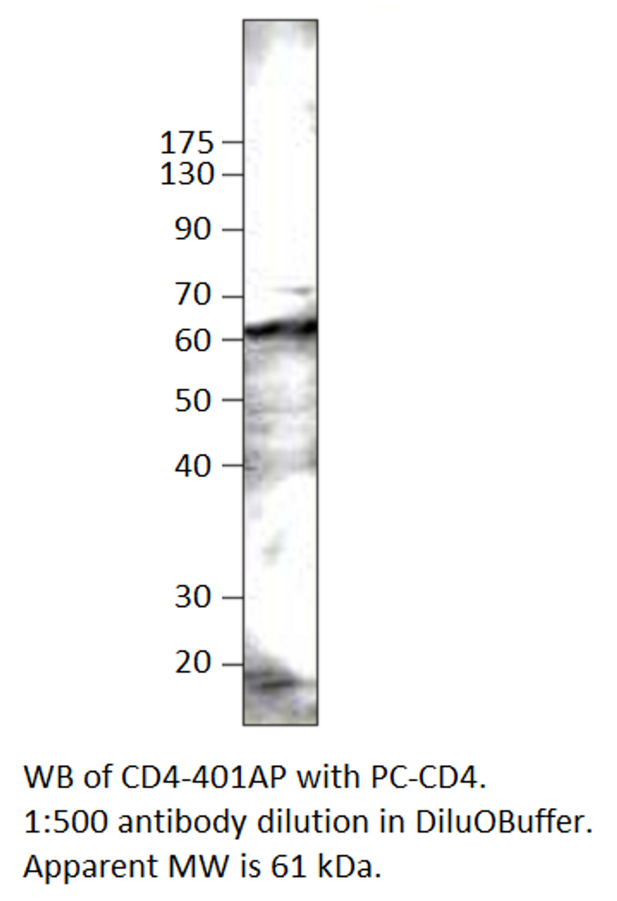 CD4 Antibody from Fabgennix