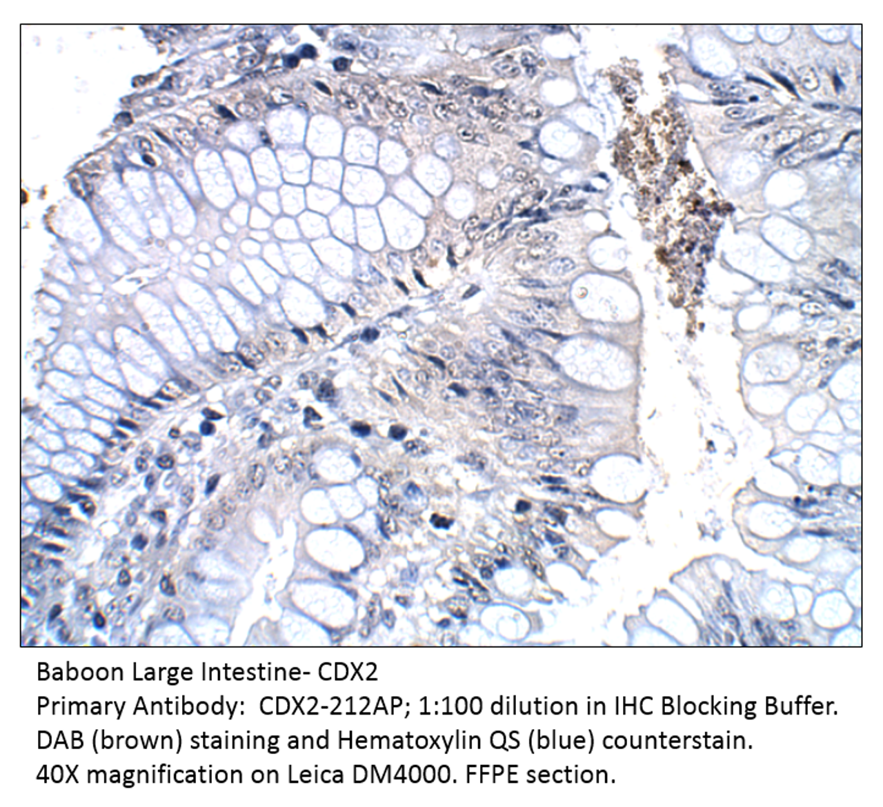 CDX2 Antibody from Fabgennix