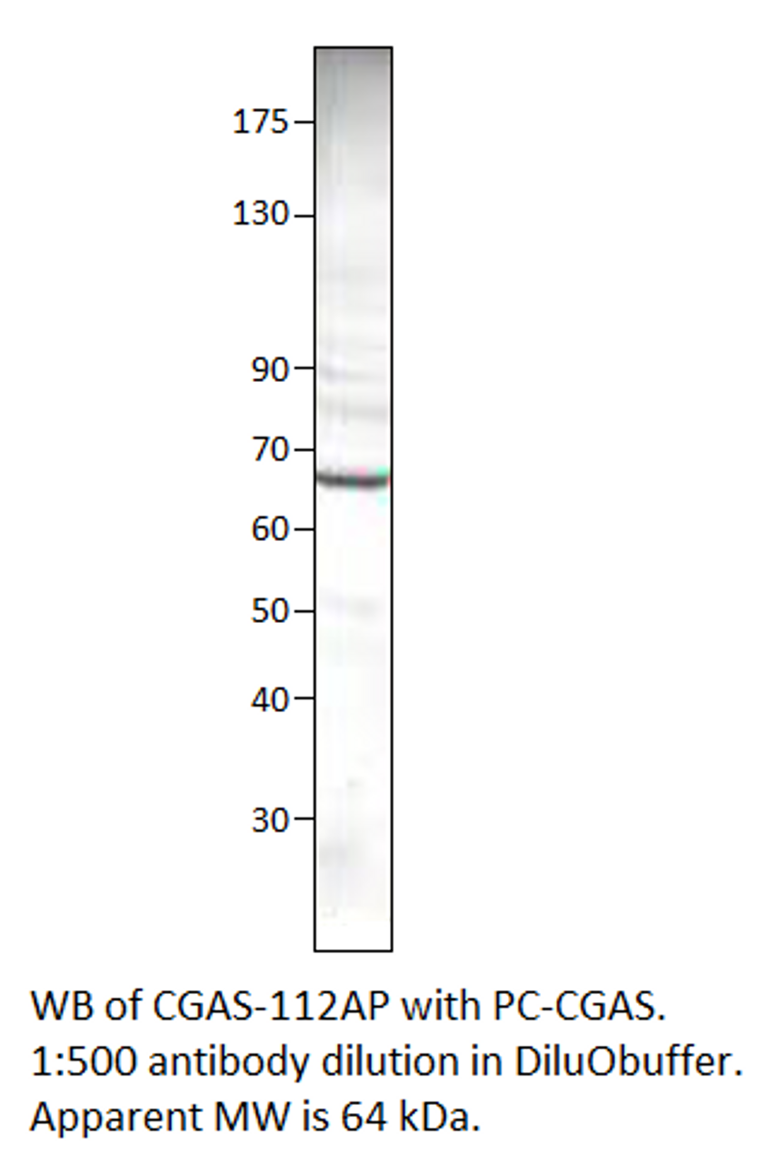 C6orf150 Antibody from Fabgennix