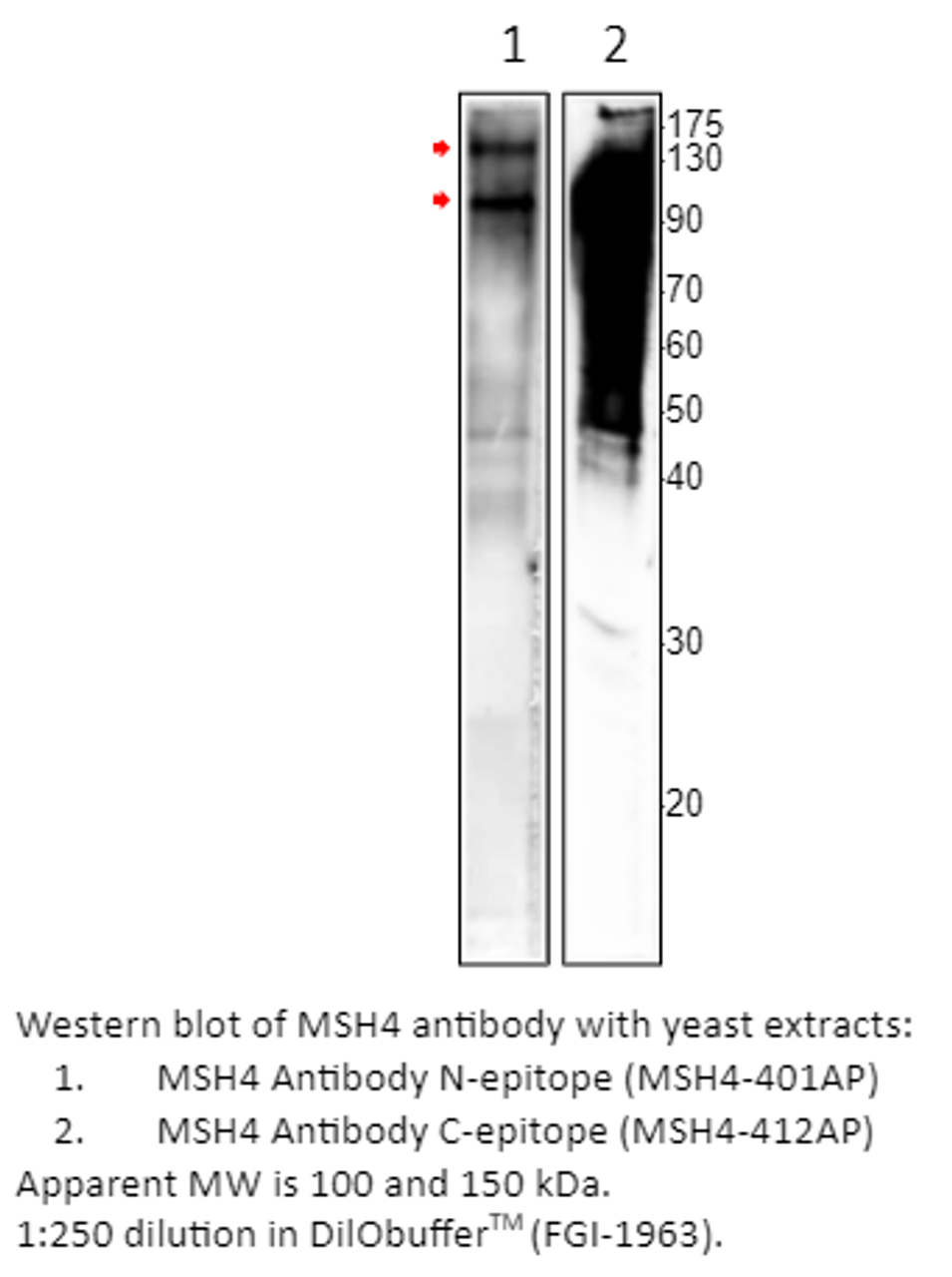 MSH4 Antibody from Fabgennix