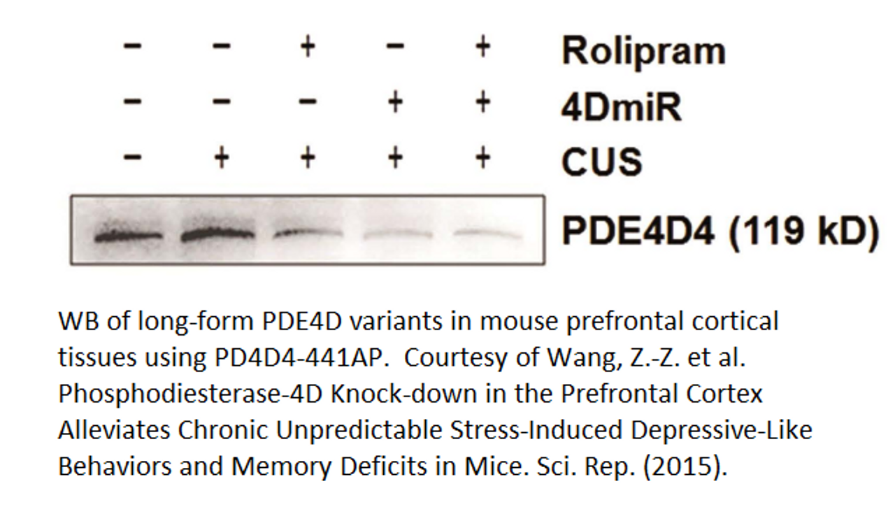 PDE4D4 Antibody from Fabgennix