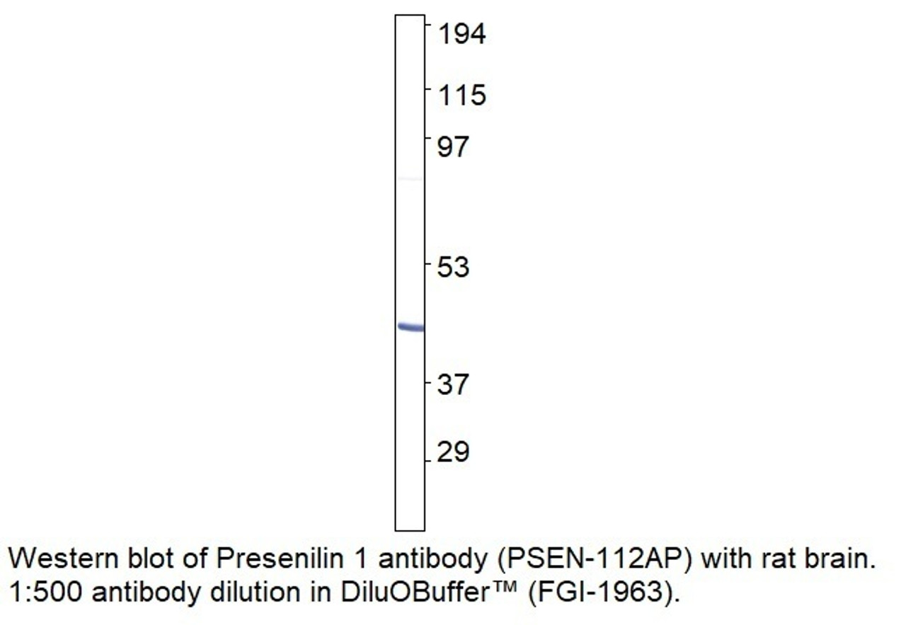 Presenilin 1 Antibody from Fabgennix