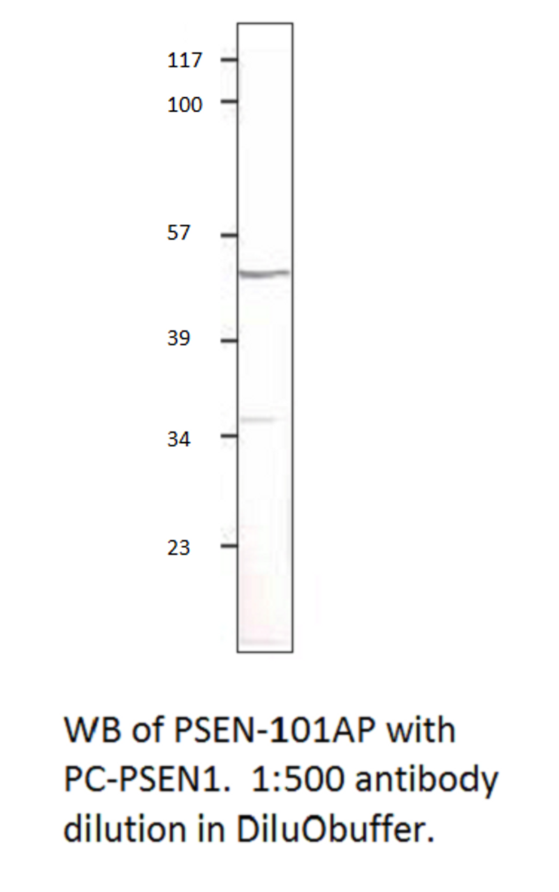 Presenilin 1 Antibody from Fabgennix