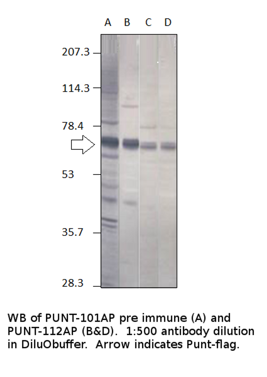 Punt Antibody from Fabgennix