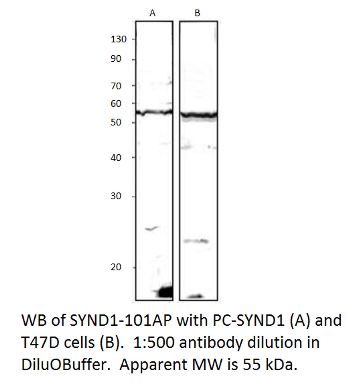 Syndecan-1 Antibody from Fabgennix