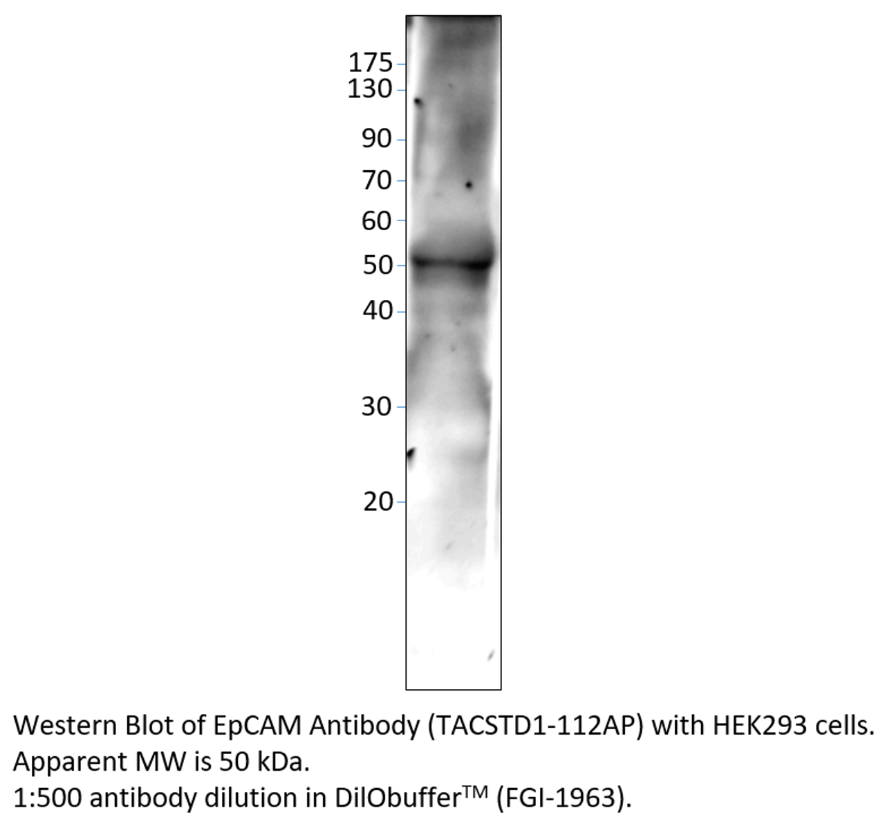 EpCAM Antibody from Fabgennix