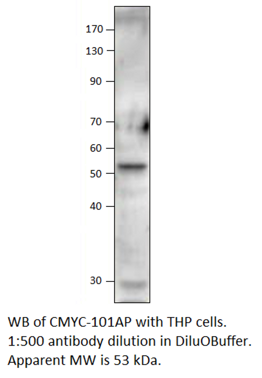 C-Myc Antibody from Fabgennix