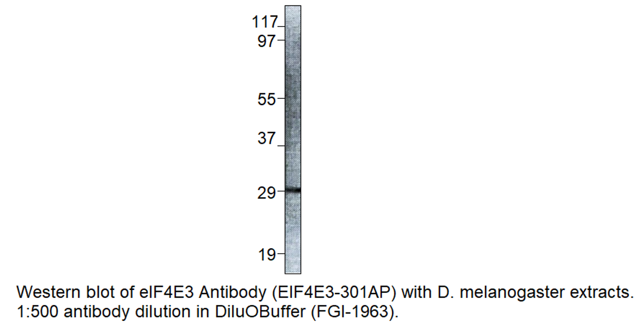 eIF4E3 Antibody from Fabgennix