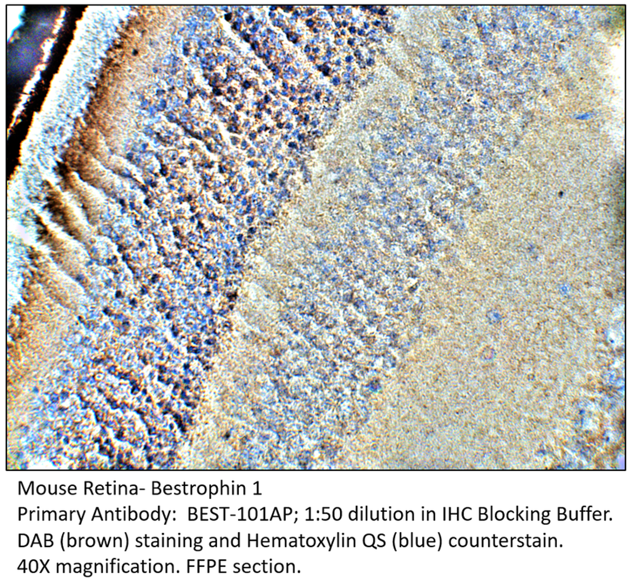 Bestrophin Antibody from Fabgennix