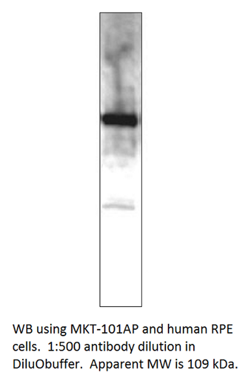 MERTK Antibody from Fabgennix