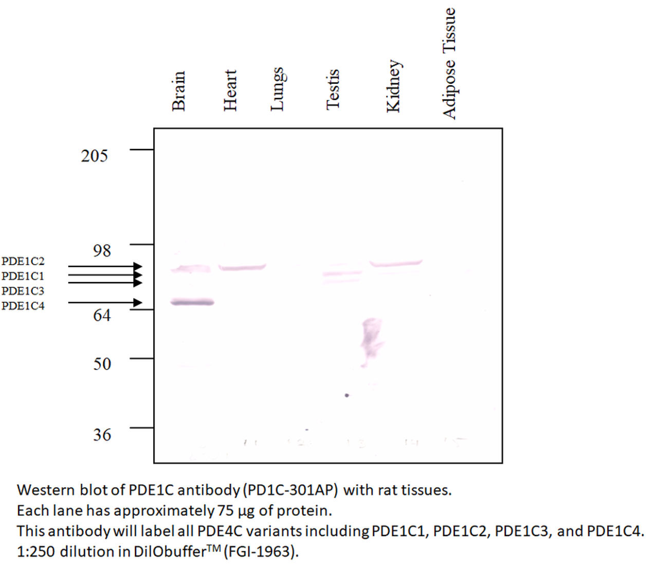 PDE1C Antibody from Fabgennix