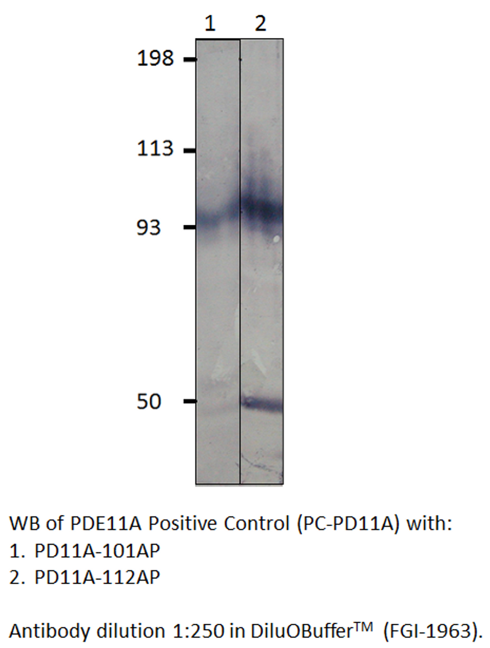 PDE11A Antibody from Fabgennix