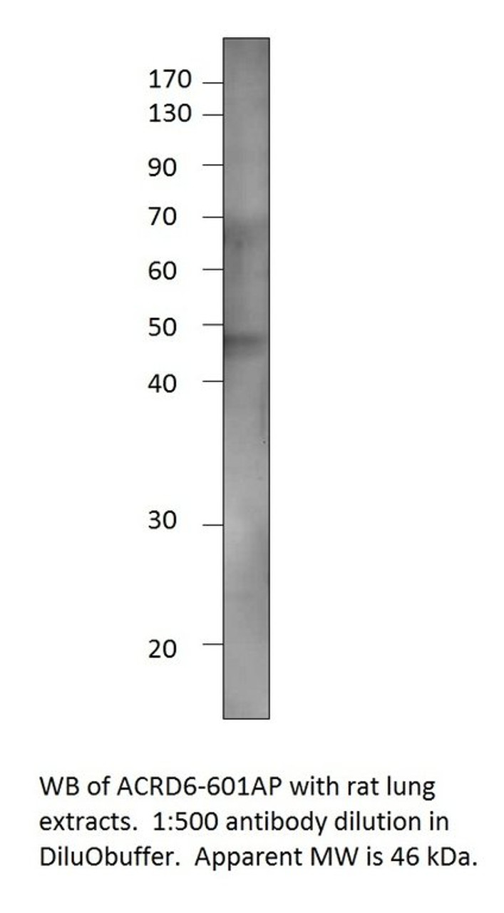 Atypical Chemokine Receptor D6 Blocking Peptide from Fabgennix