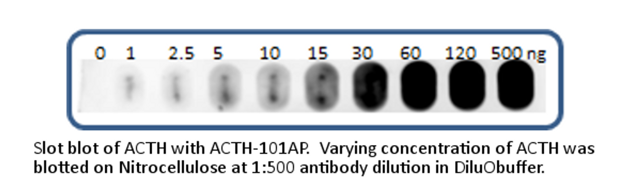 ACTH Blocking Peptide from Fabgennix