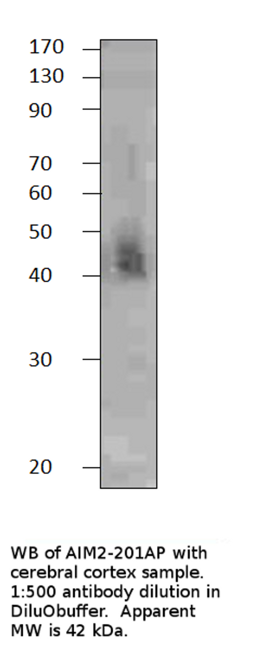 AIM2 Blocking Peptide from Fabgennix