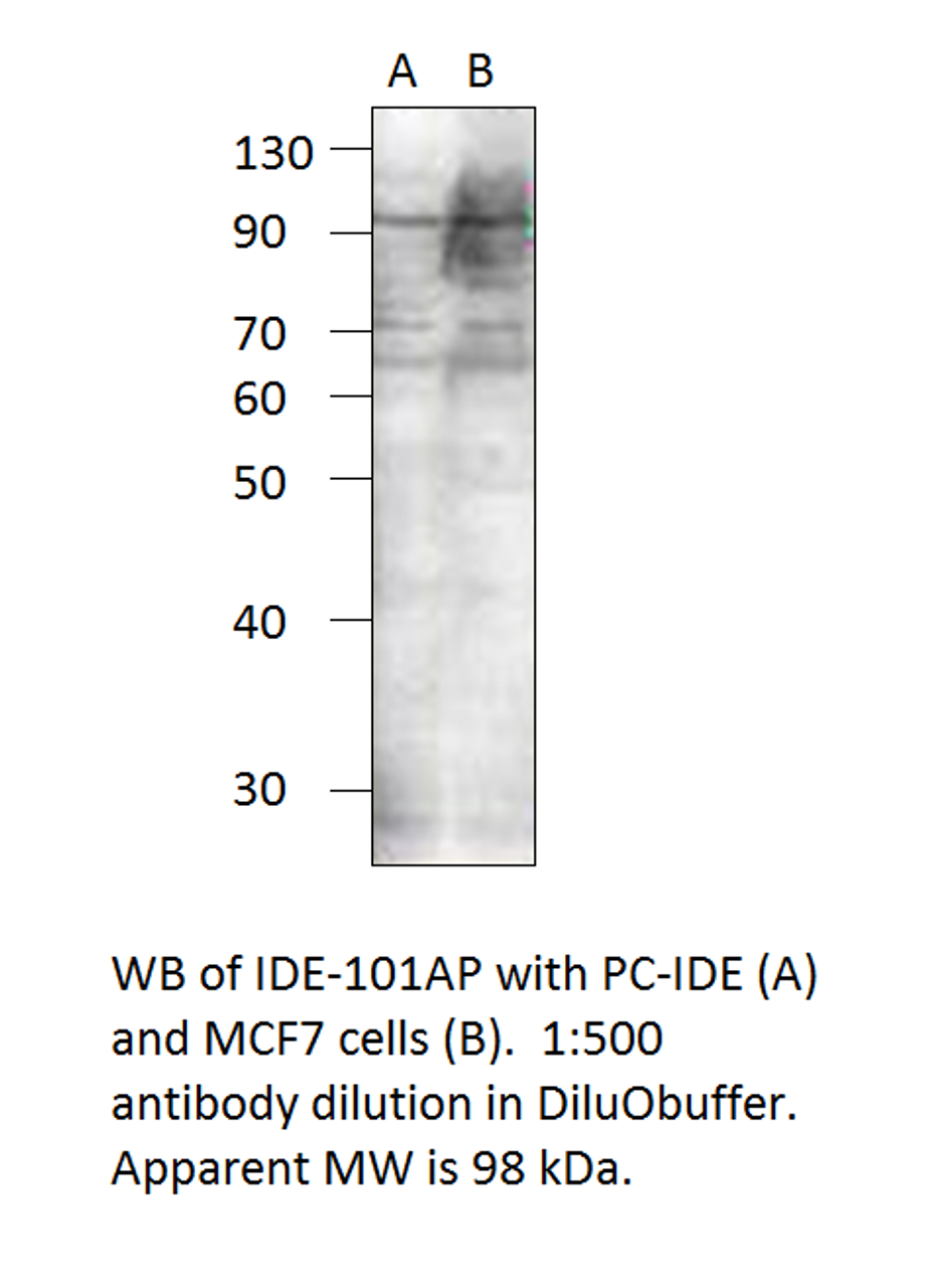 Insulin degrading enzyme Positive Control from Fabgennix