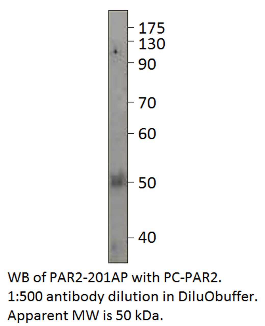 PAR2 Positive Control from Fabgennix