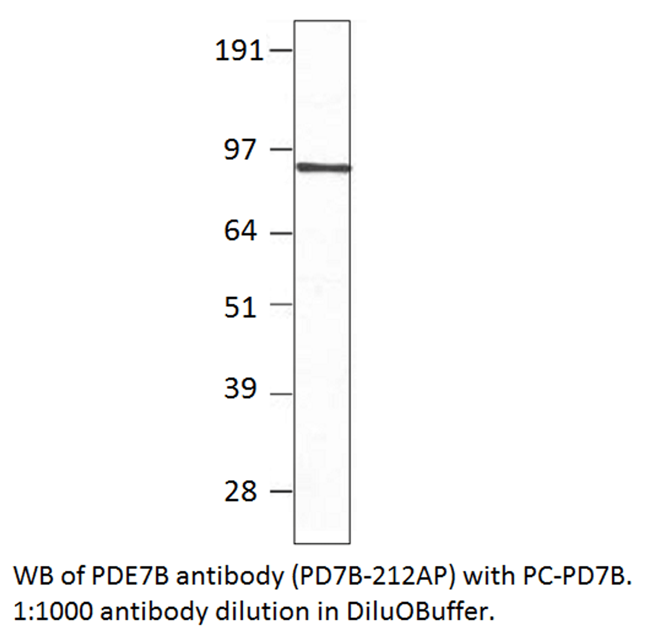 PDE7B Positive Control from Fabgennix