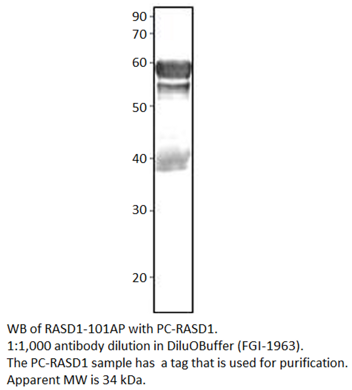 Dexras1 Positive Control from Fabgennix