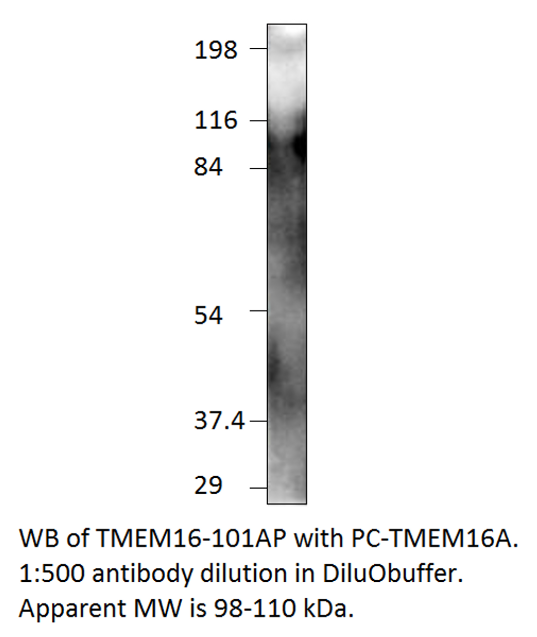 TMEM16A Positive Control from Fabgennix