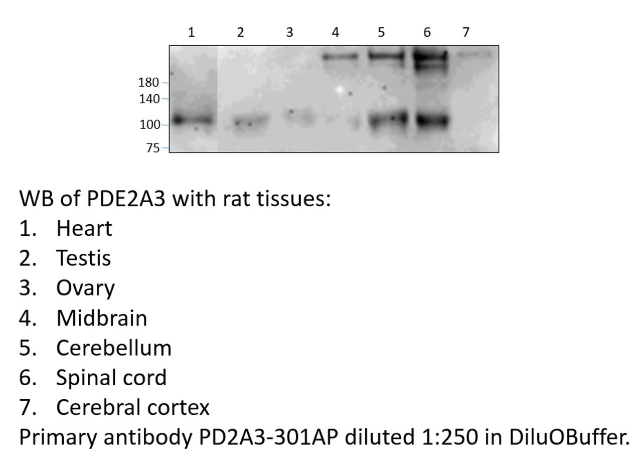 PDE2A3 Antibody from Fabgennix