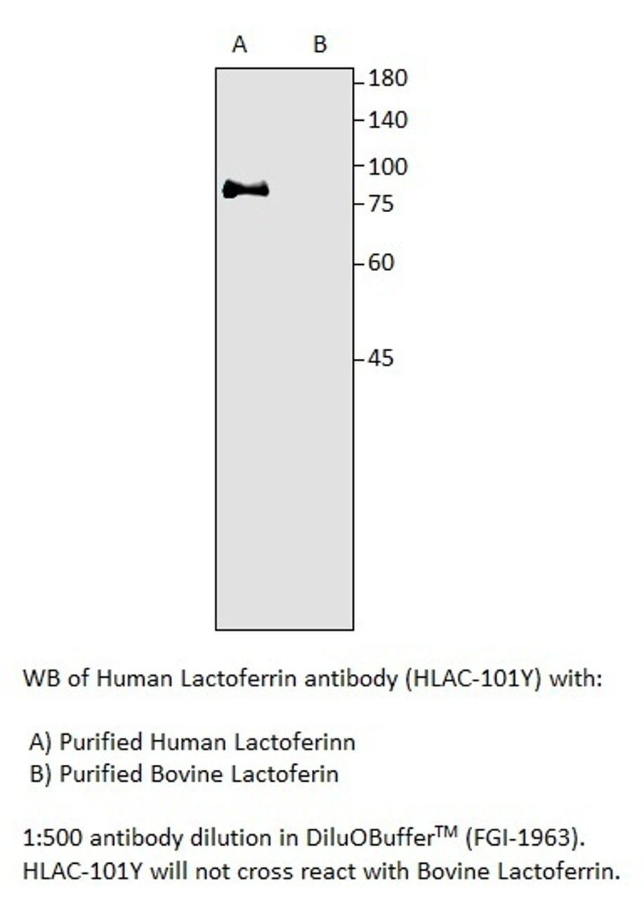 Human Lactoferrin Antibody from Fabgennix