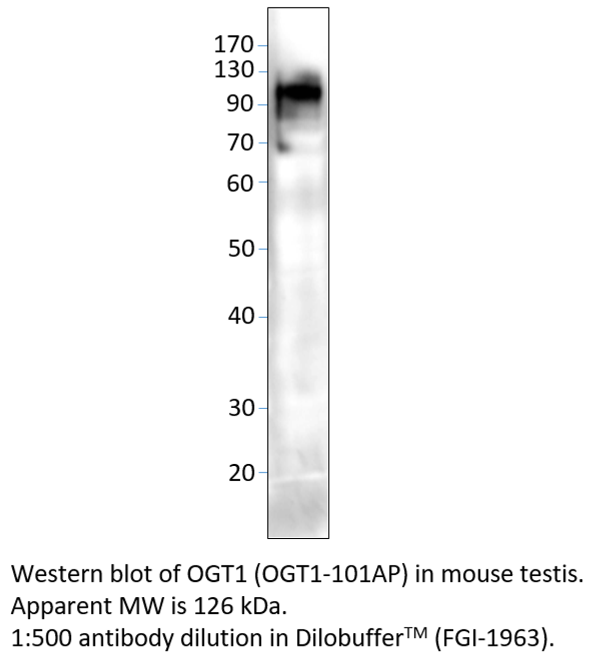 OGT1 Antibody from Fabgennix