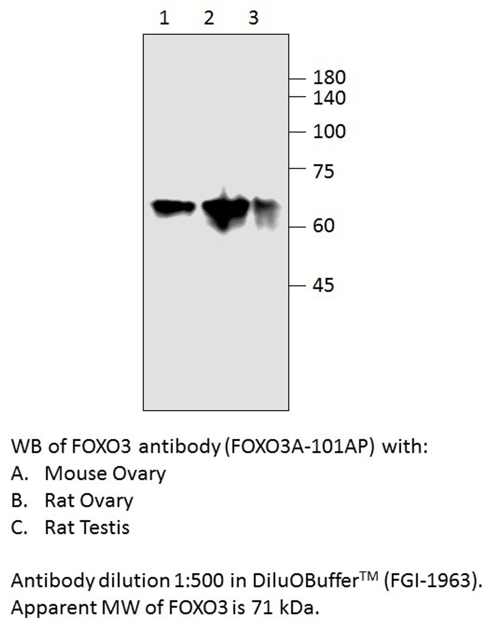 FOXO3A Antibody from Fabgennix